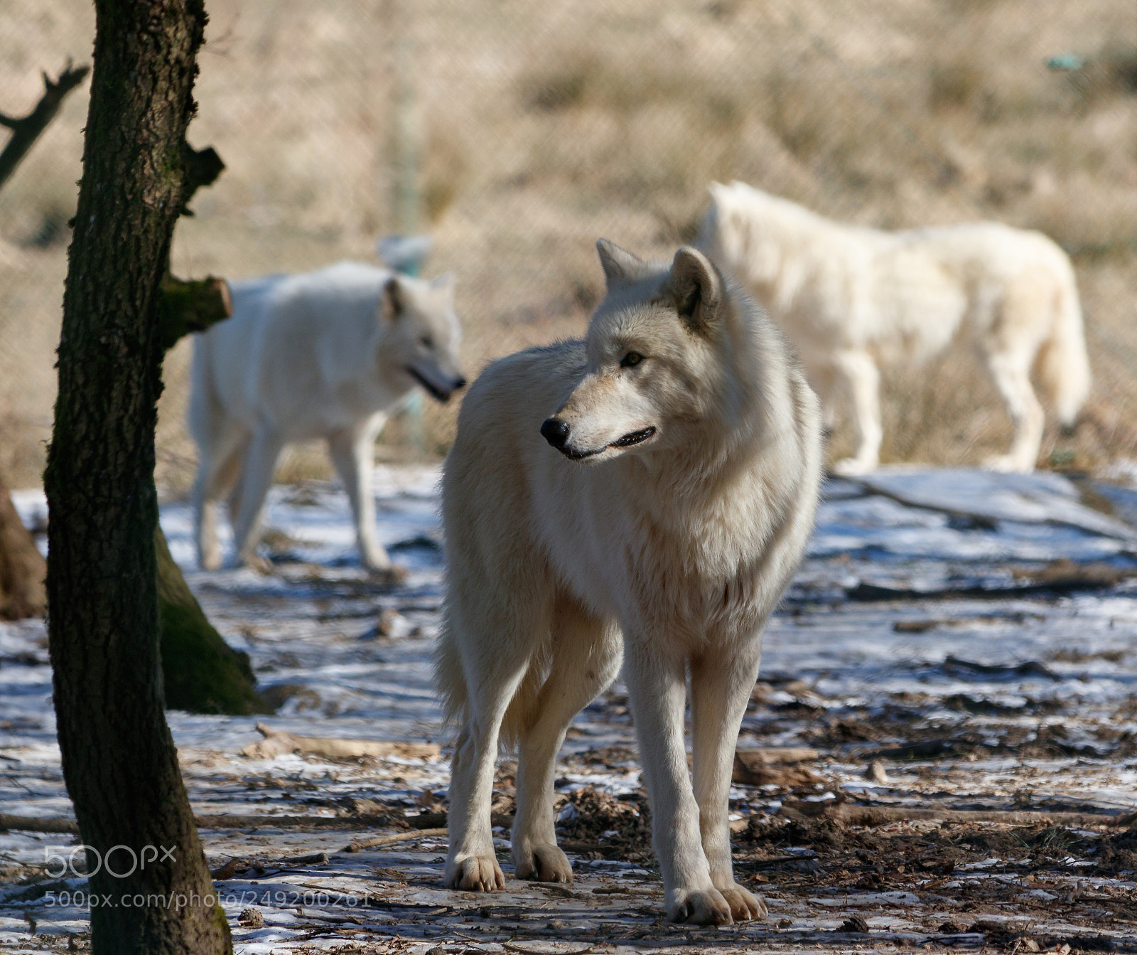 Canon EOS 80D sample photo. Arctic wolf photography