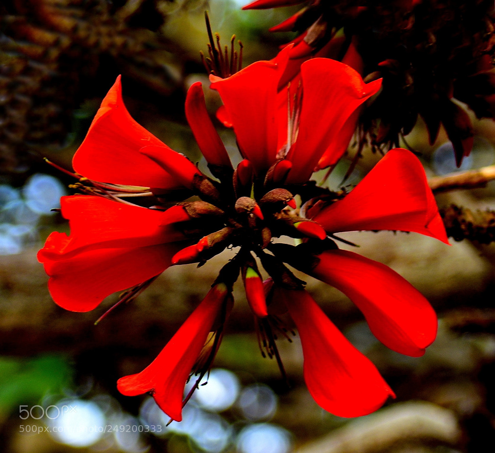 Nikon D7200 sample photo. Red tree flower in photography