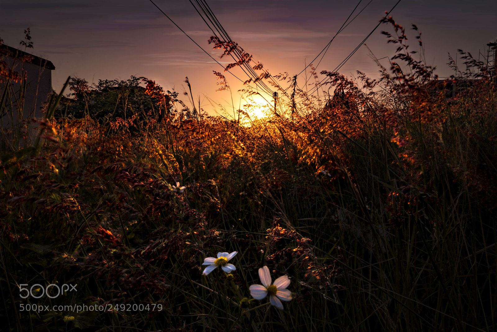 Sony a7R II sample photo. Passion red photography