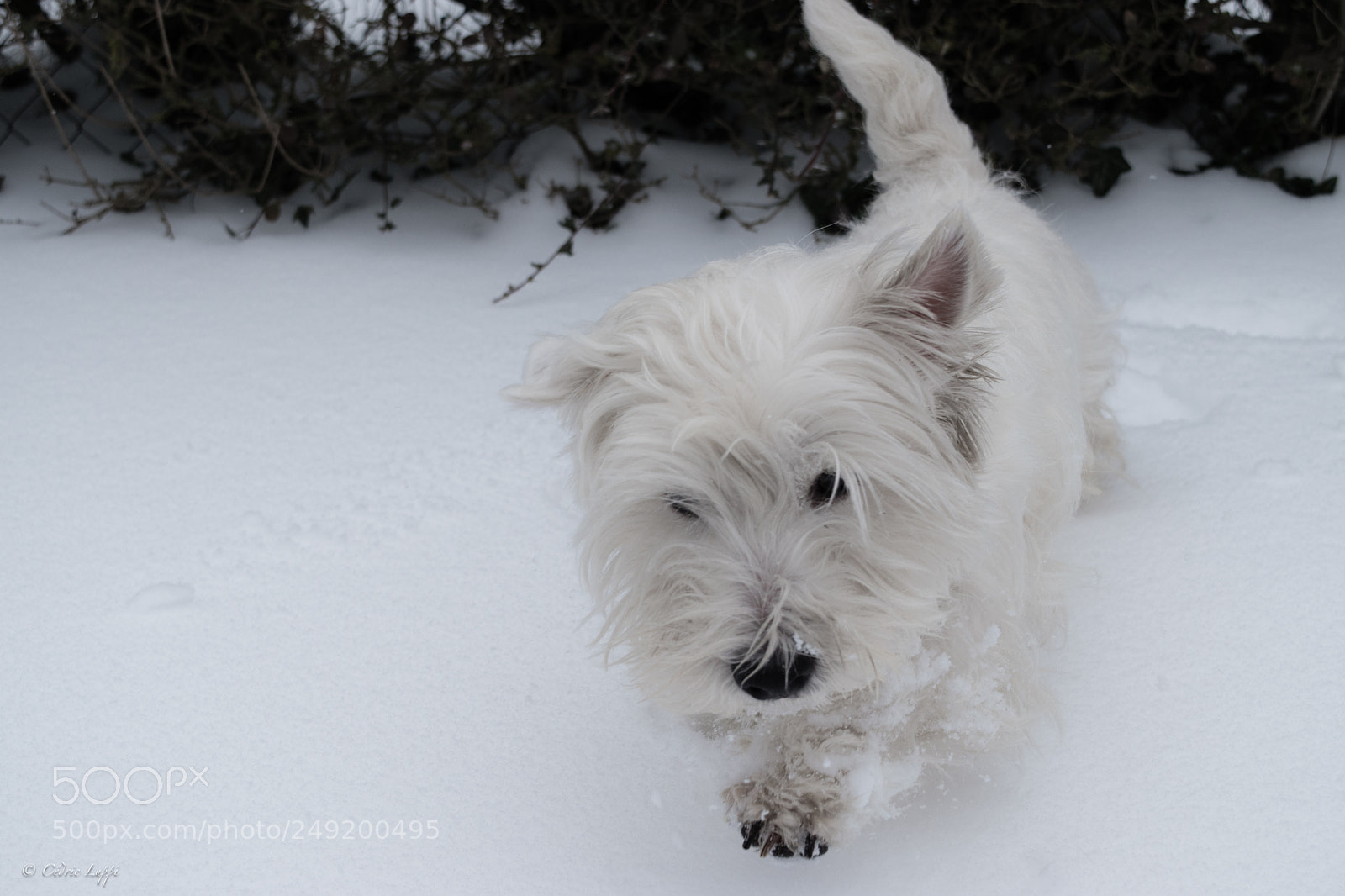 Nikon D5500 sample photo. Snowy westie cutie photography