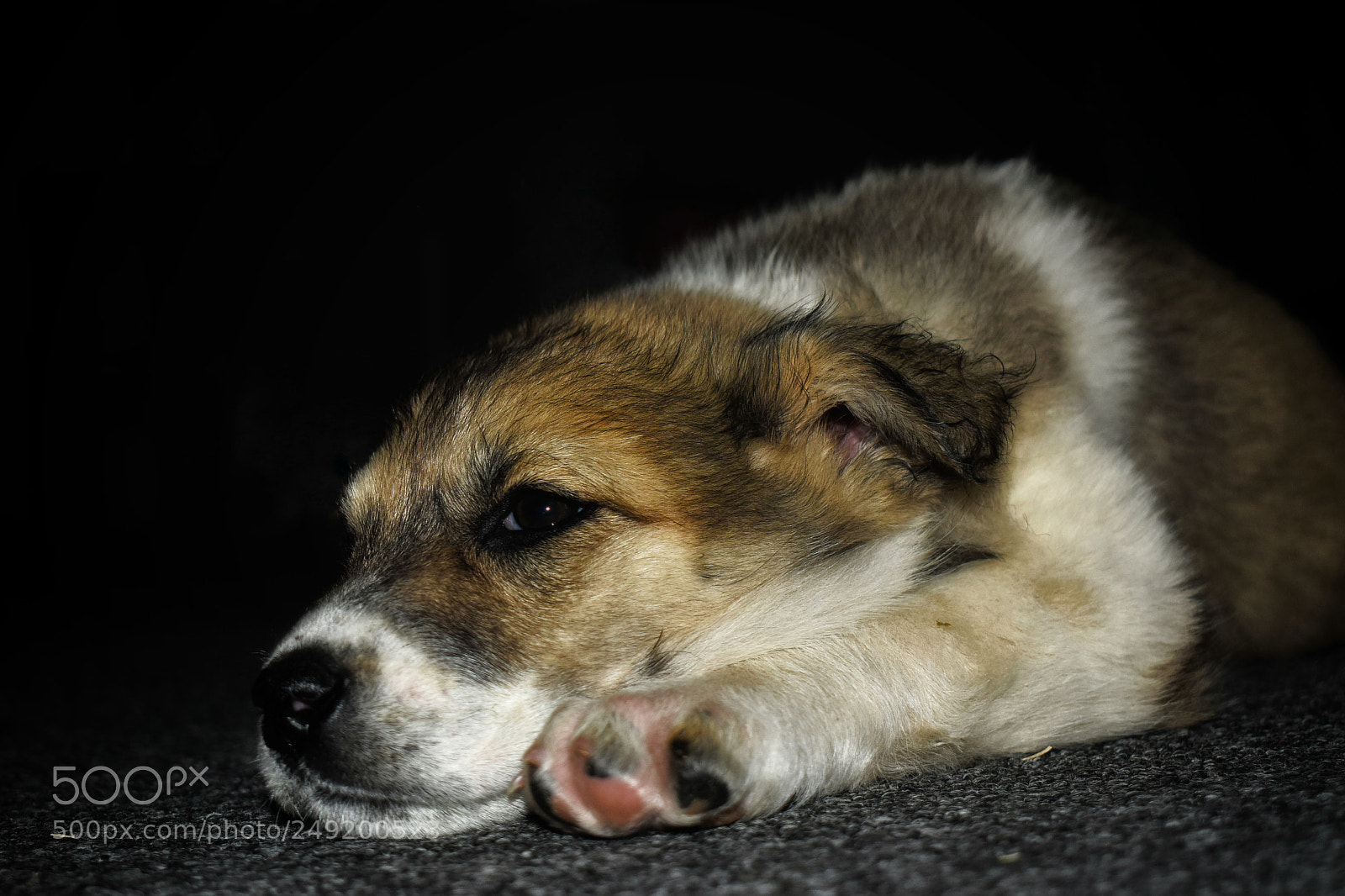 Nikon D5600 sample photo. My lil girl. photography