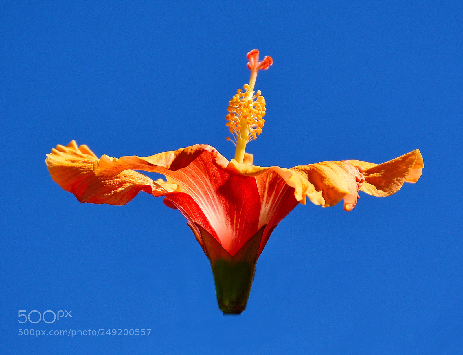 Nikon D7200 sample photo. Orange hibiscus in the photography