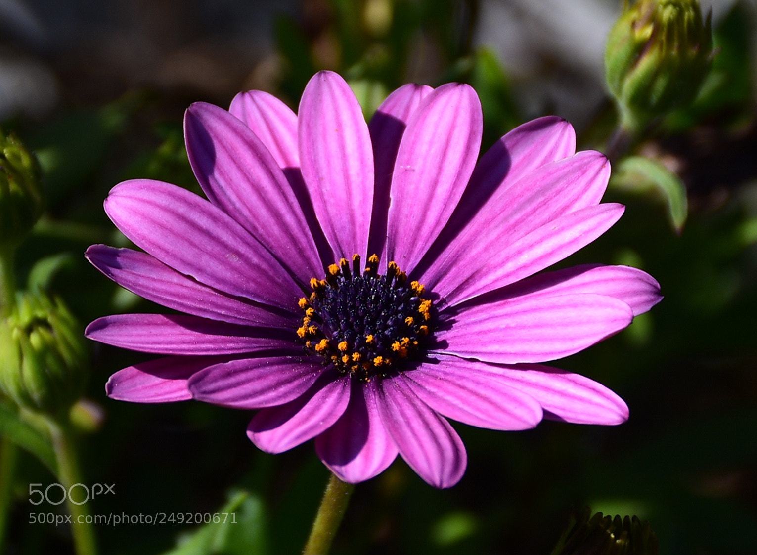 Nikon D7200 sample photo. A beautiful purple daisy photography