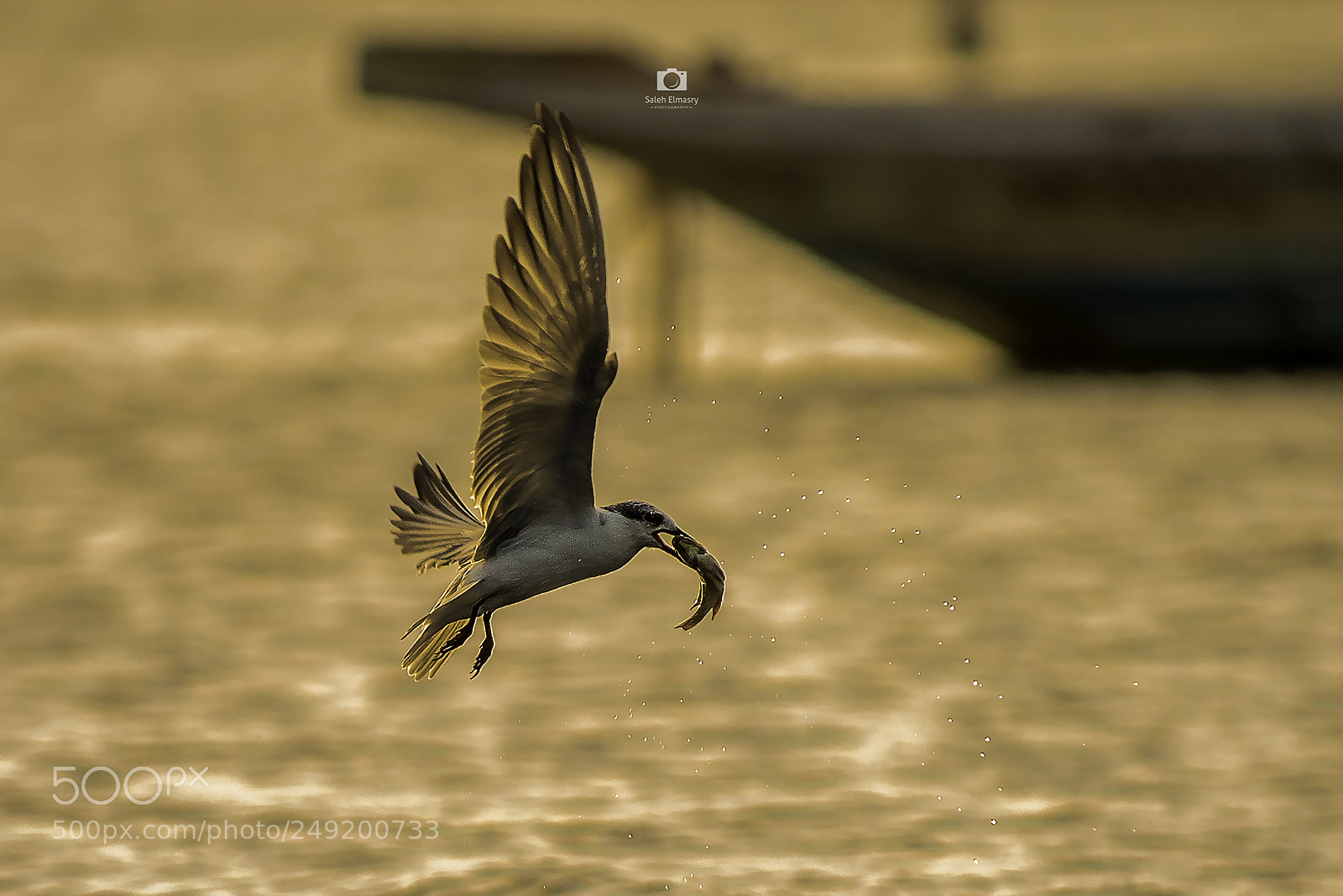 Nikon D800 sample photo. Fishing photography