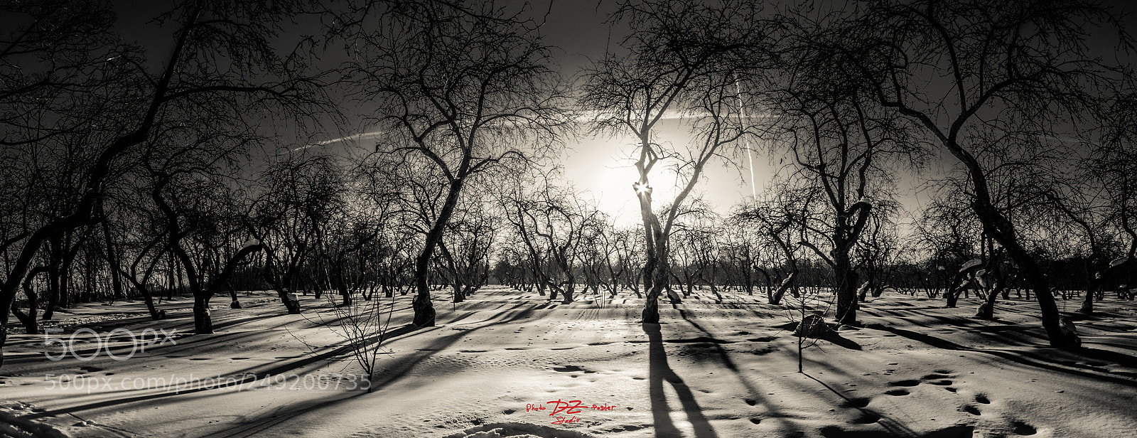 Canon EOS 50D sample photo. Dancing trees b w photography