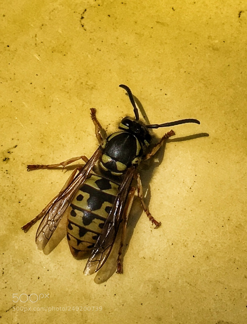 Apple iPhone SE sample photo. Yellow on yellow photography