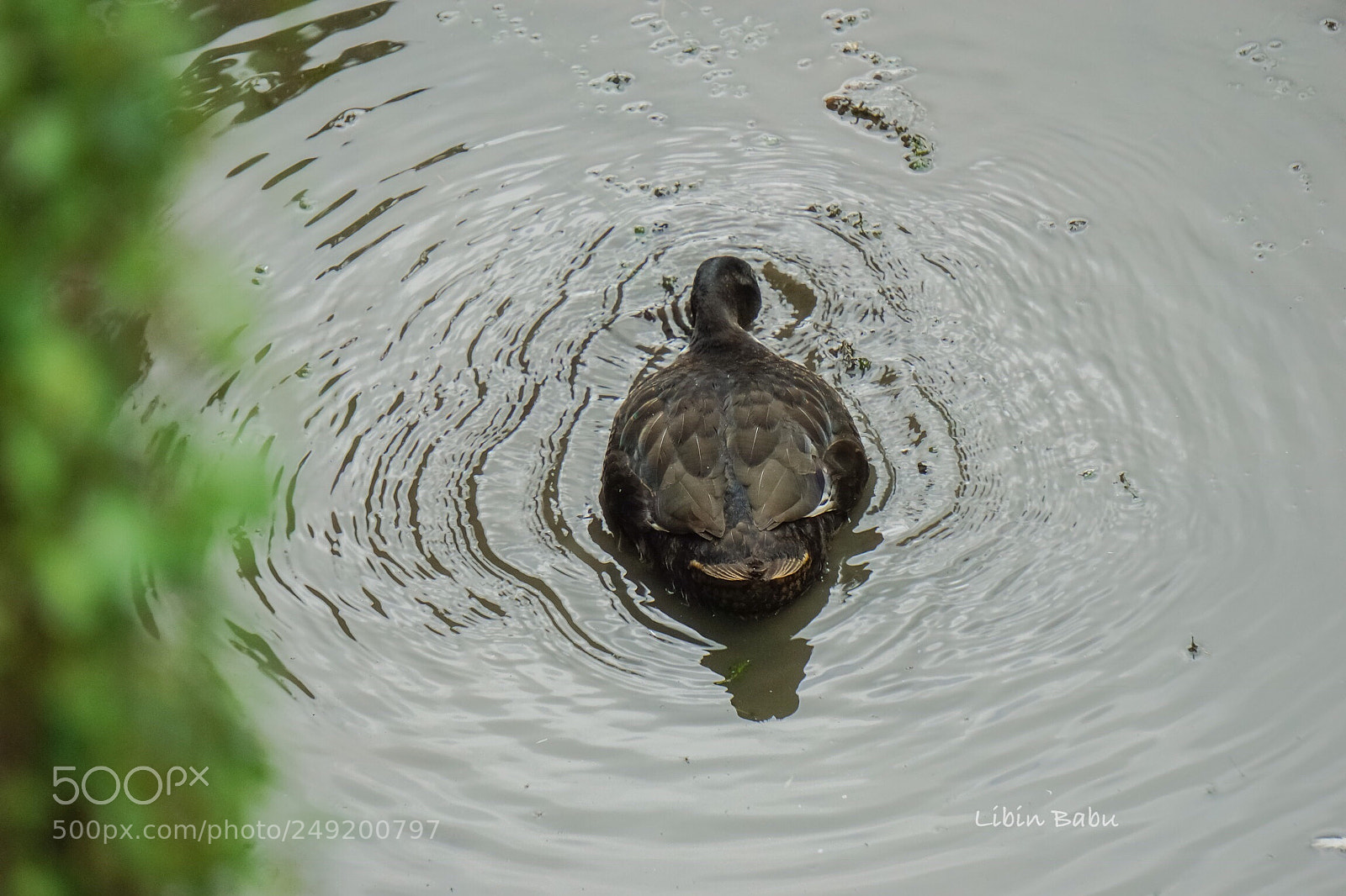 Sony a6000 sample photo. Swiming time photography