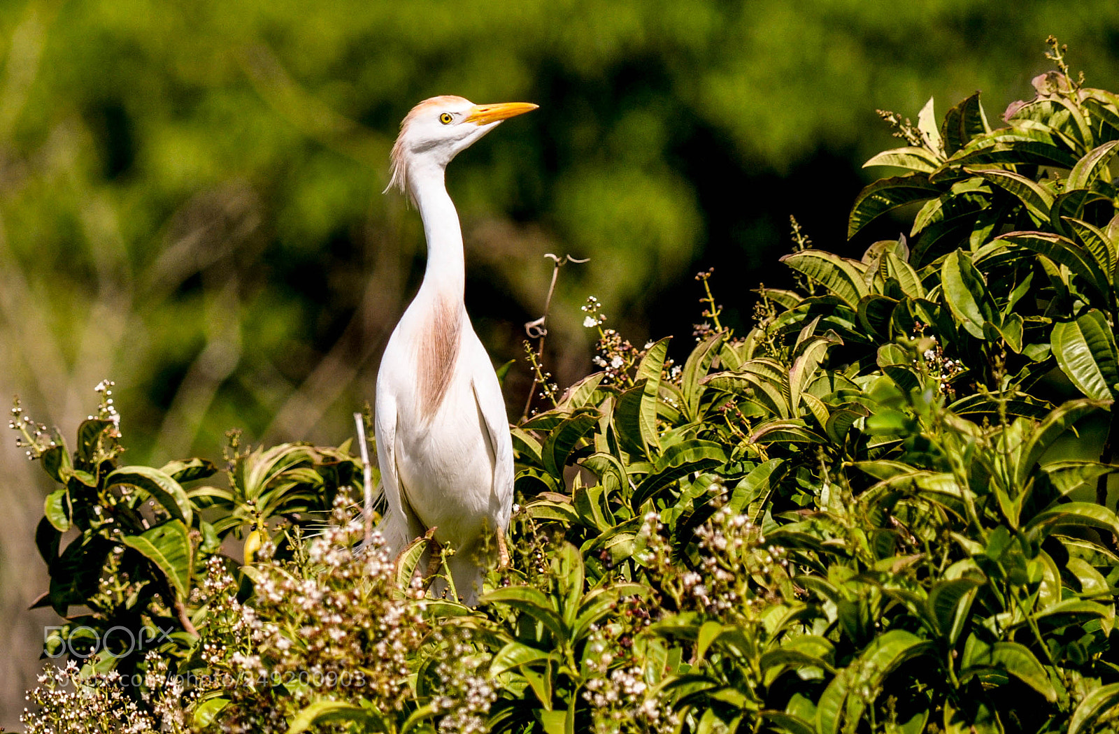 Nikon D5000 sample photo. Garça-branca-pequena (egretta thula) photography