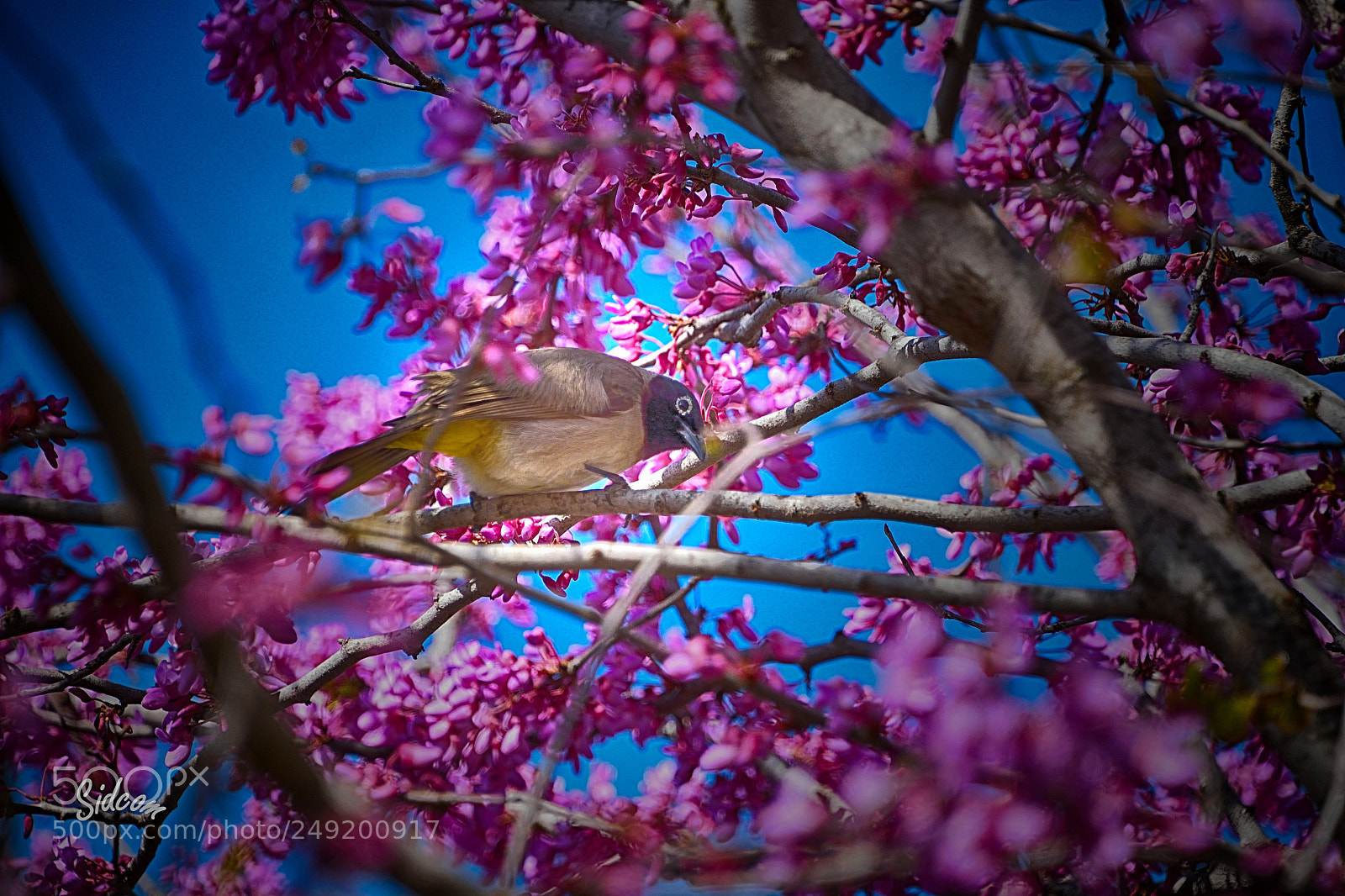 Nikon D3300 sample photo. Bird on a blooming photography