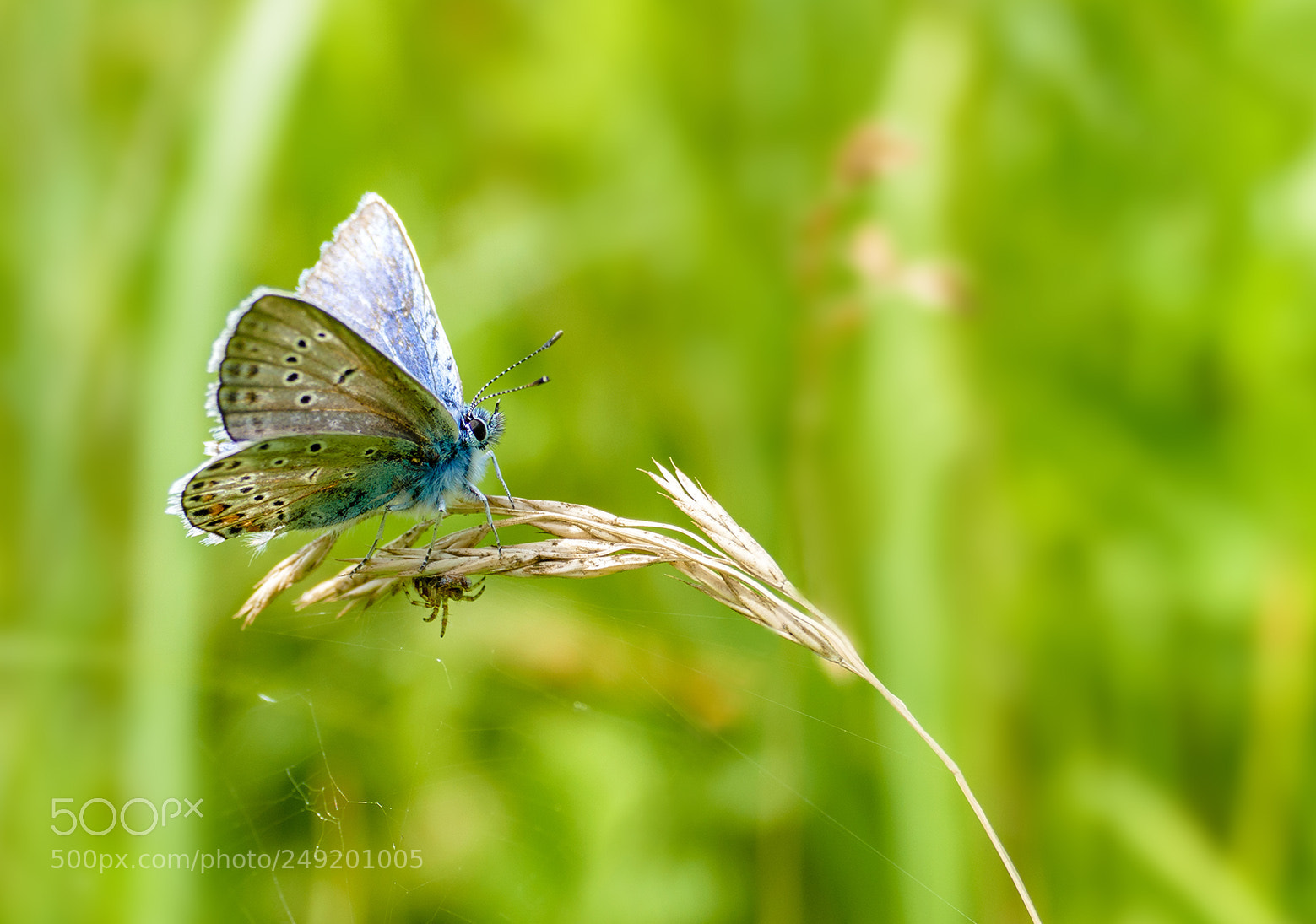 Panasonic Lumix DMC-FZ1000 sample photo. Common blue photography