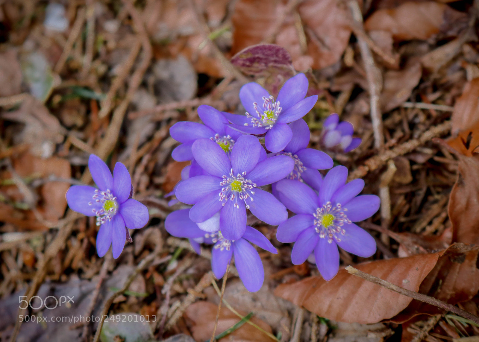 Canon EOS 750D (EOS Rebel T6i / EOS Kiss X8i) sample photo. Klein und blau... photography