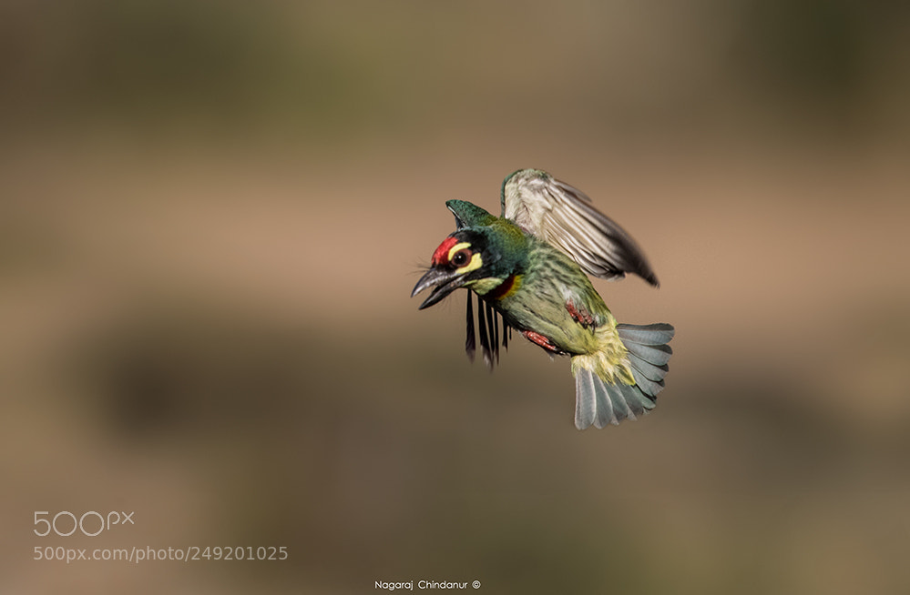 Nikon D5 sample photo. Coppersmith barbet photography
