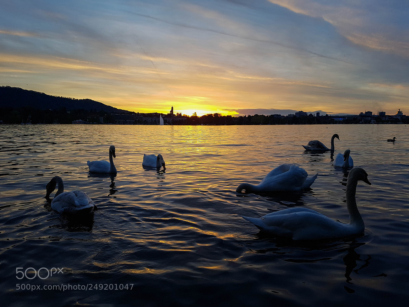 Samsung Galaxy S7 Edge sample photo. Swans at lake z photography