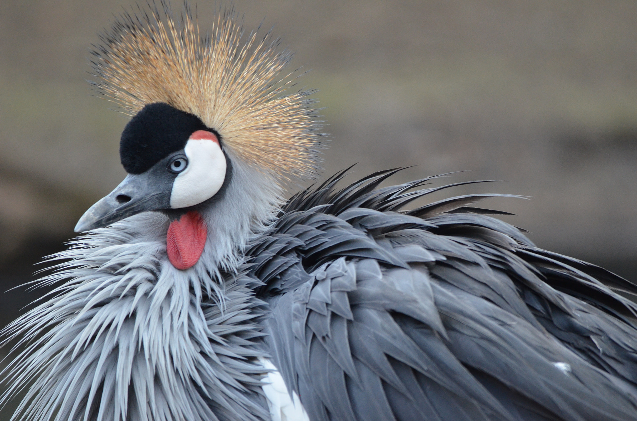 Nikon D5100 + Sigma 150-500mm F5-6.3 DG OS HSM sample photo. Crane(mahem) photography