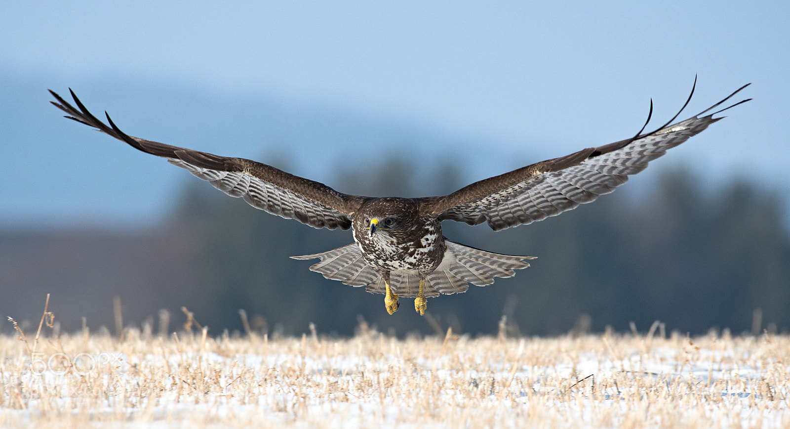 Nikon D500 sample photo. Common buzzard photography