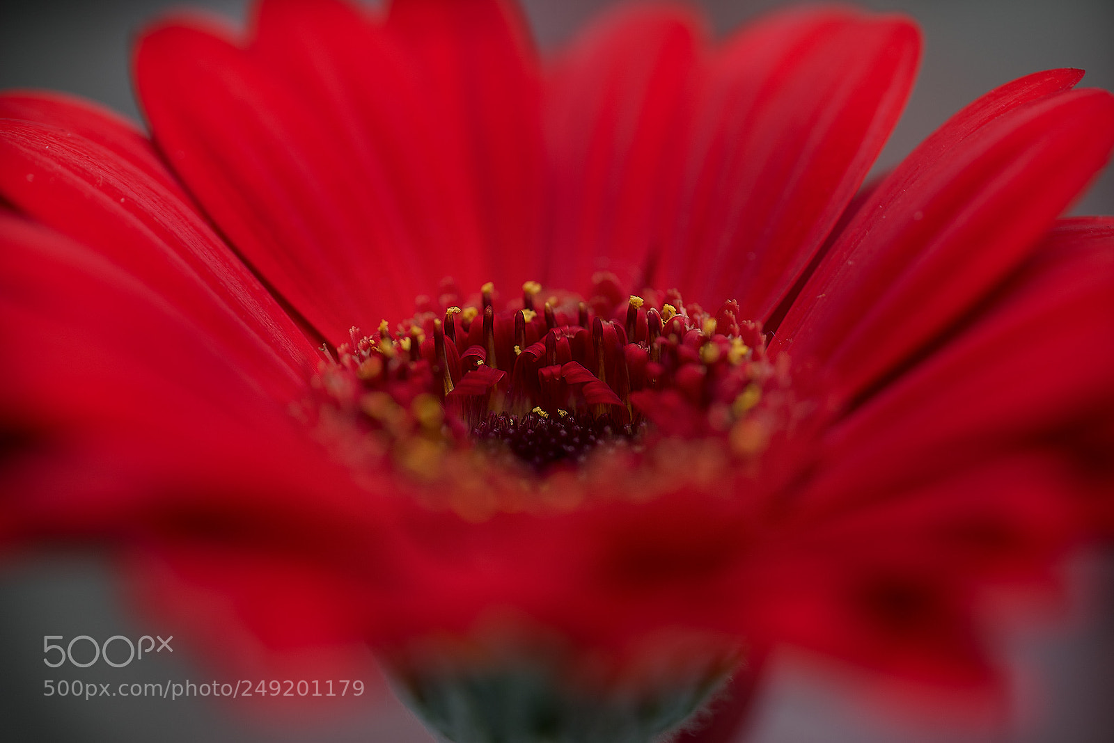 Sony a7R sample photo. Curls photography