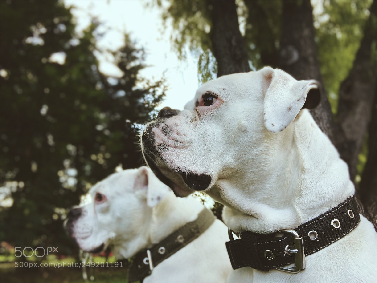 Apple iPhone X sample photo. My favorite twins!  photography