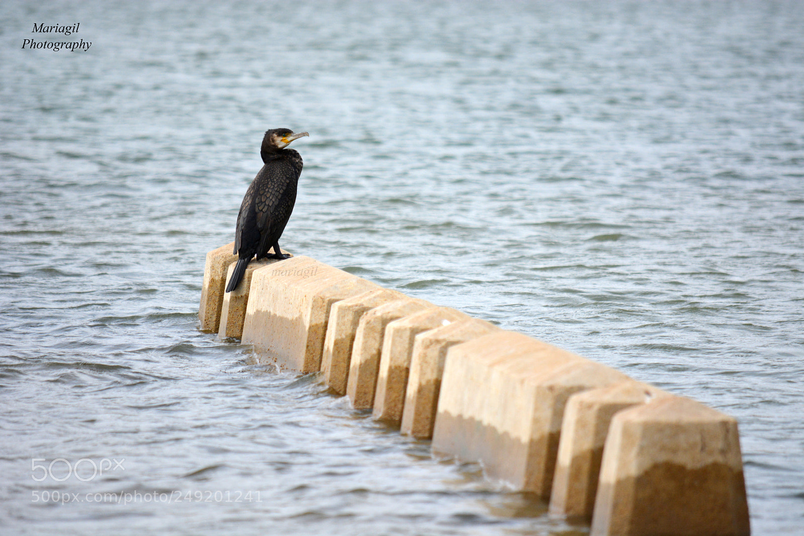 Nikon D5200 sample photo. Cormorán photography
