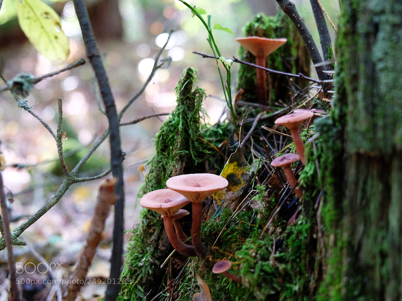 Fujifilm X-T20 sample photo. Mushrooms in the forest photography