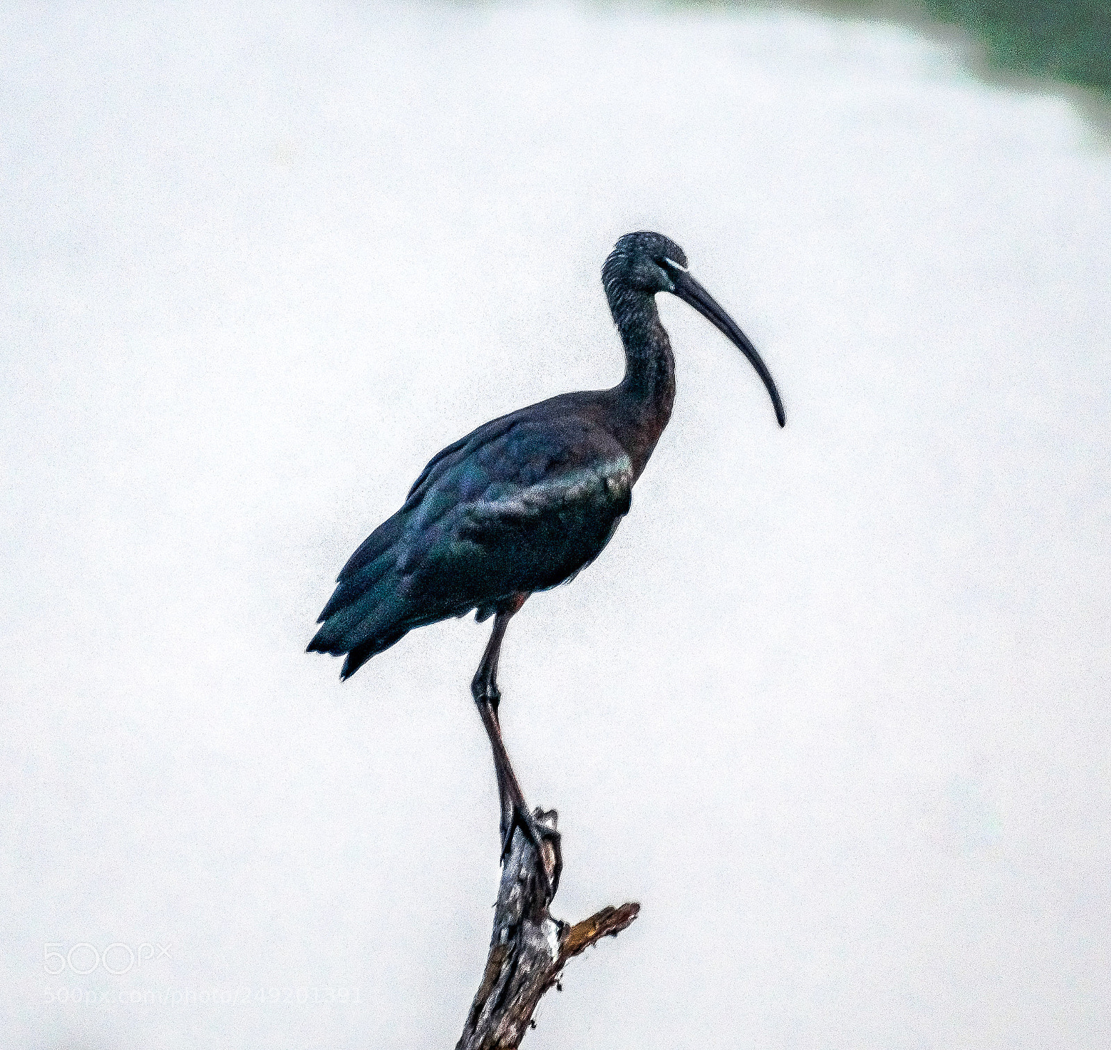 Nikon D5300 sample photo. Ibis photography