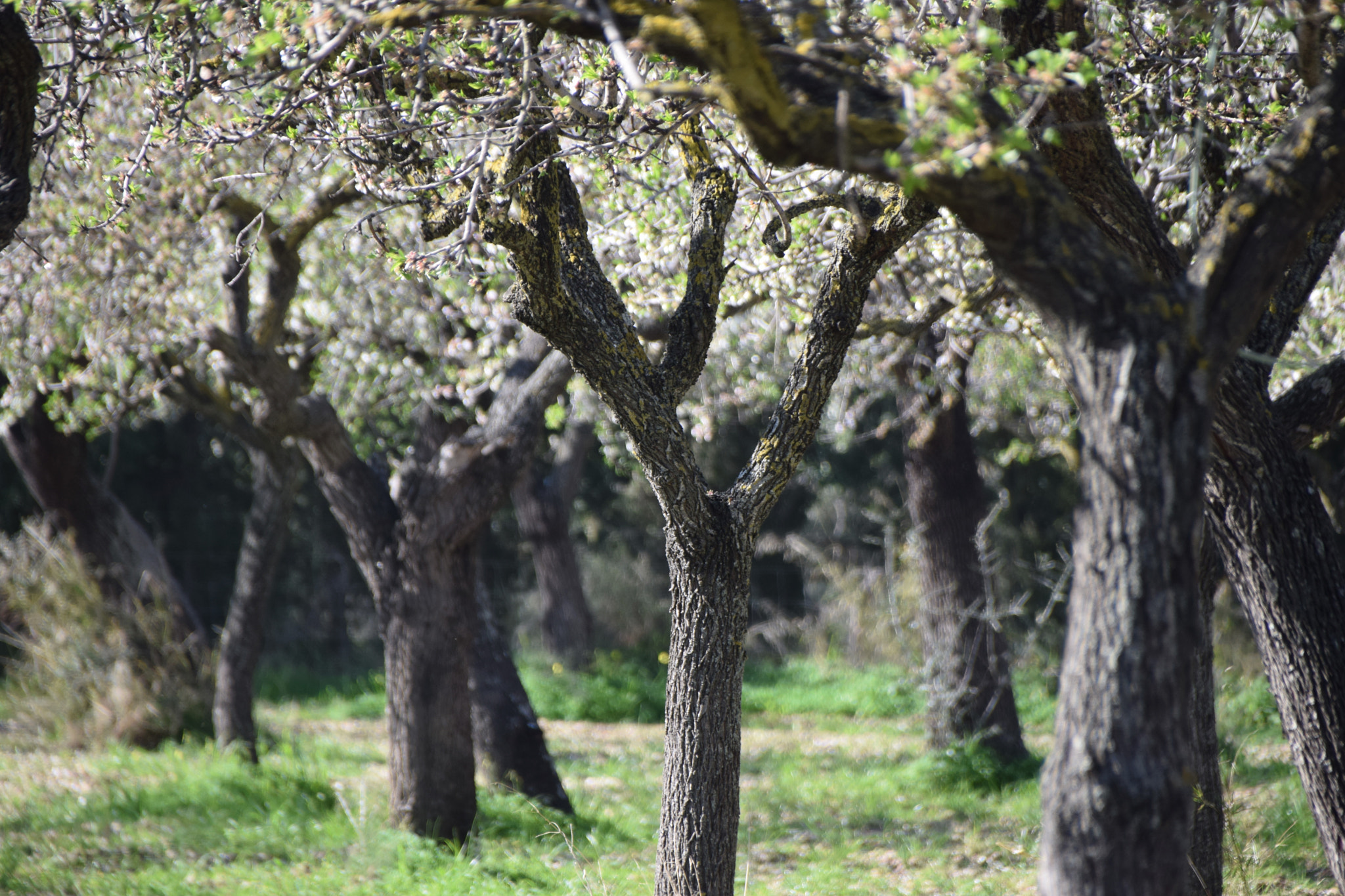 Nikon D5300 + Sigma 18-250mm F3.5-6.3 DC Macro OS HSM sample photo. The beauty of almond trees photography