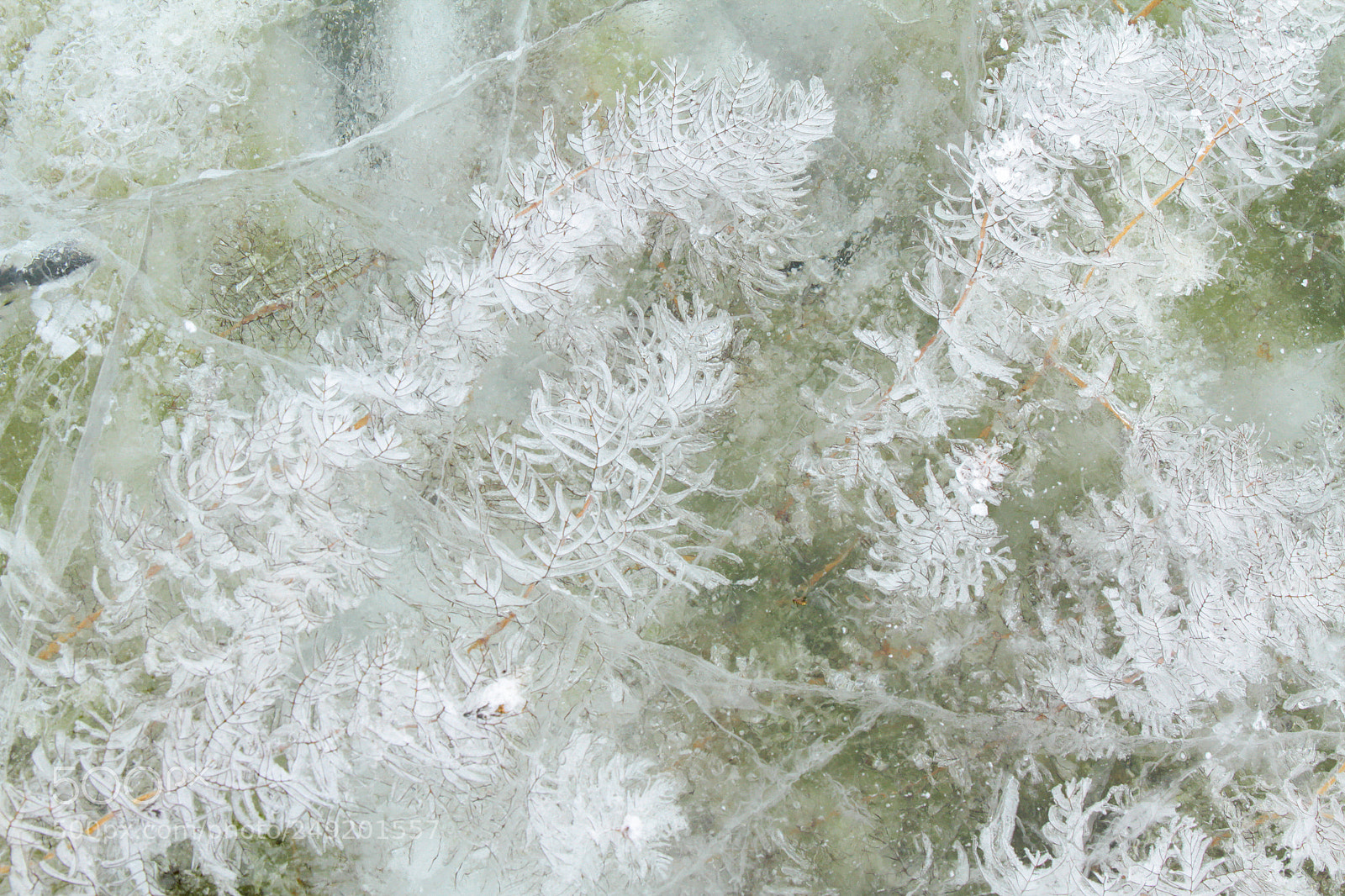 Canon EOS 7D sample photo. Nature drawings photography