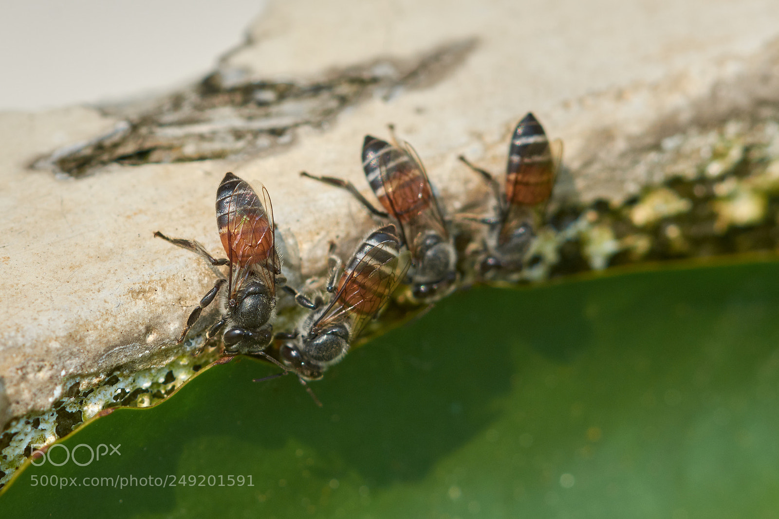 Nikon D7200 sample photo. Busy bee photography
