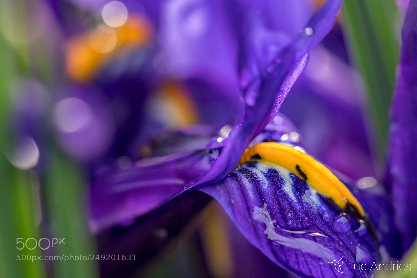 Canon EOS 5D Mark IV sample photo. Spring colors in my photography