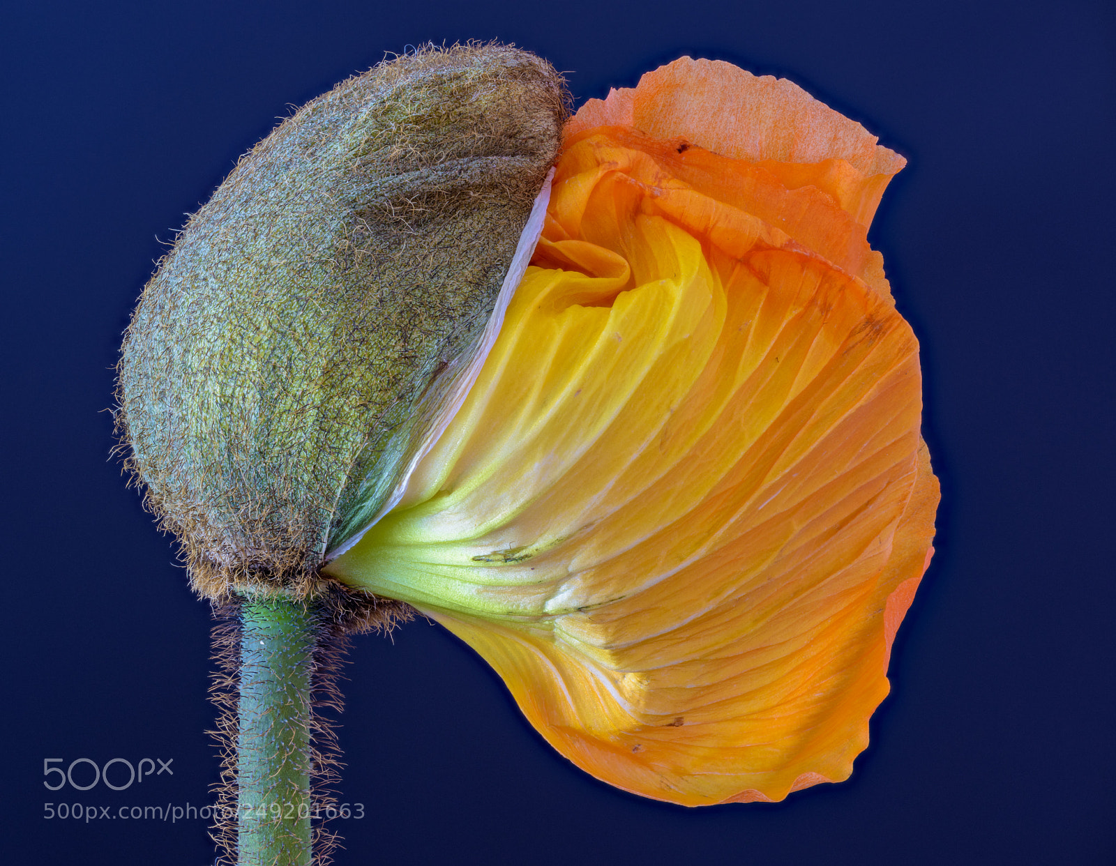 Nikon D810 sample photo. Unfolding continued photography