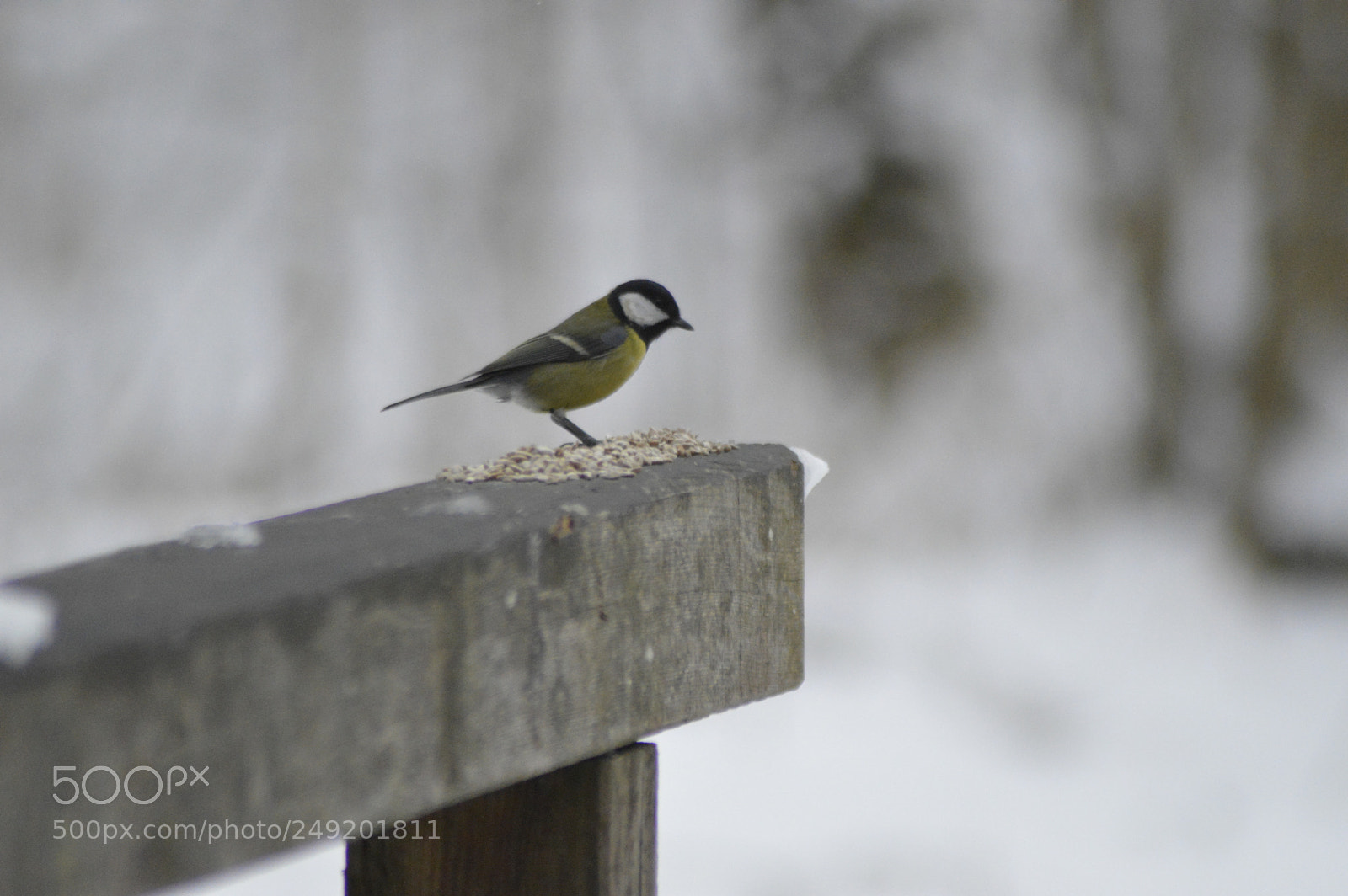 Nikon D3200 sample photo. Great tit with food photography