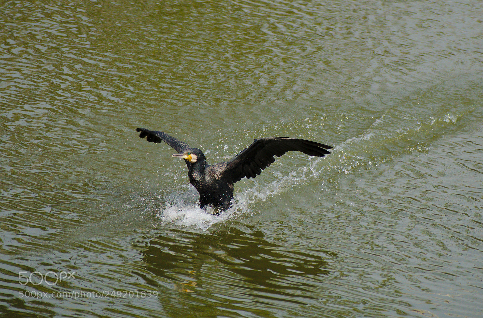 Nikon D5500 sample photo. Cormorant in action photography