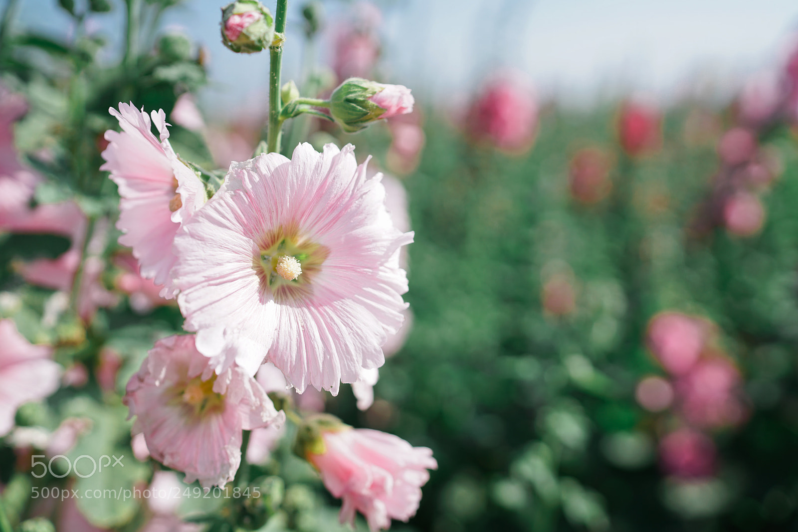 Sony a7R II sample photo. Hollyhock flower photography