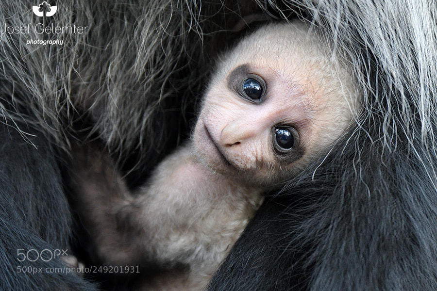 Nikon D500 sample photo. Western black white colobus photography