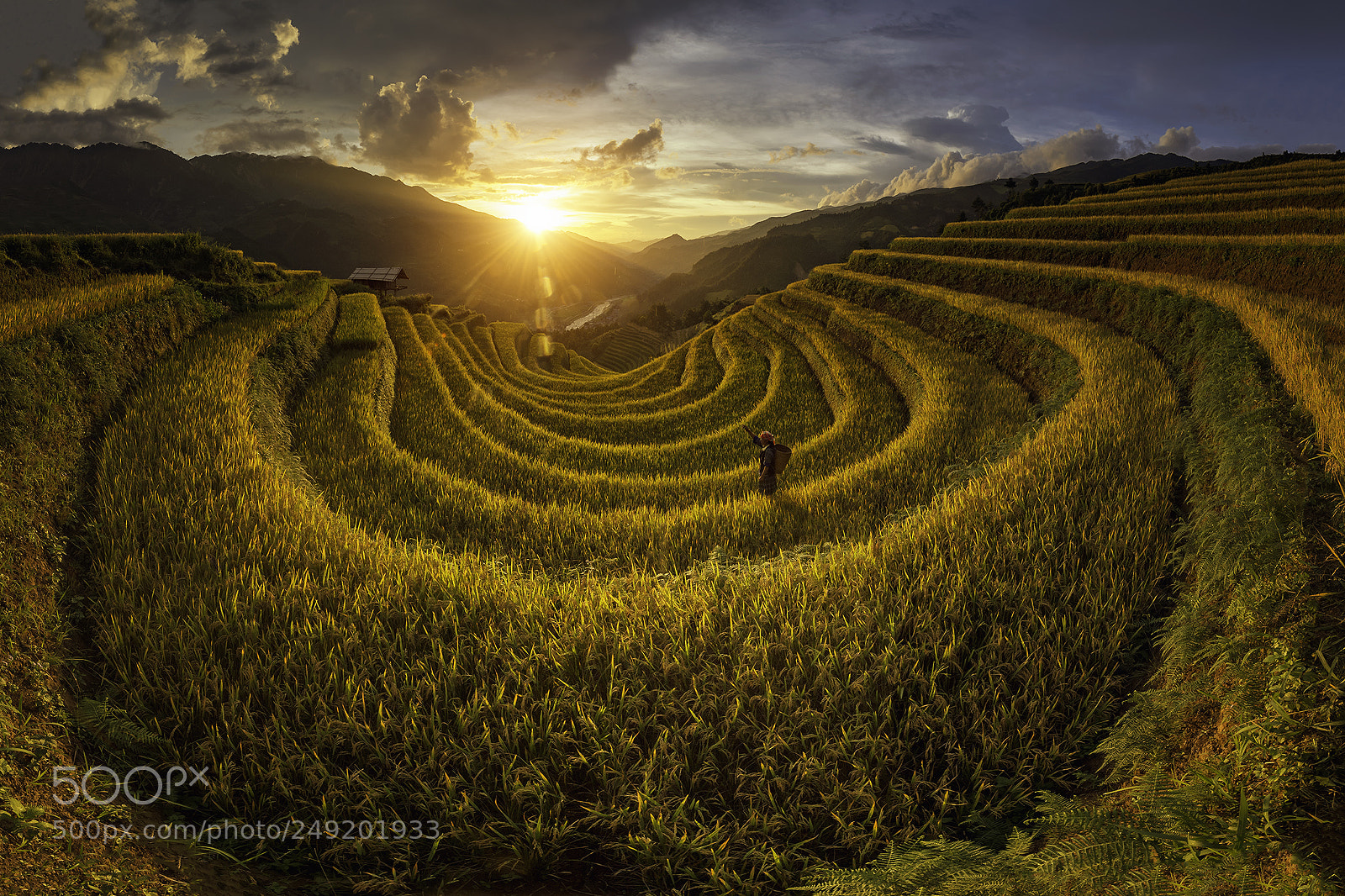 Nikon D4S sample photo. Vietnam rice terrace field,vietnam photography