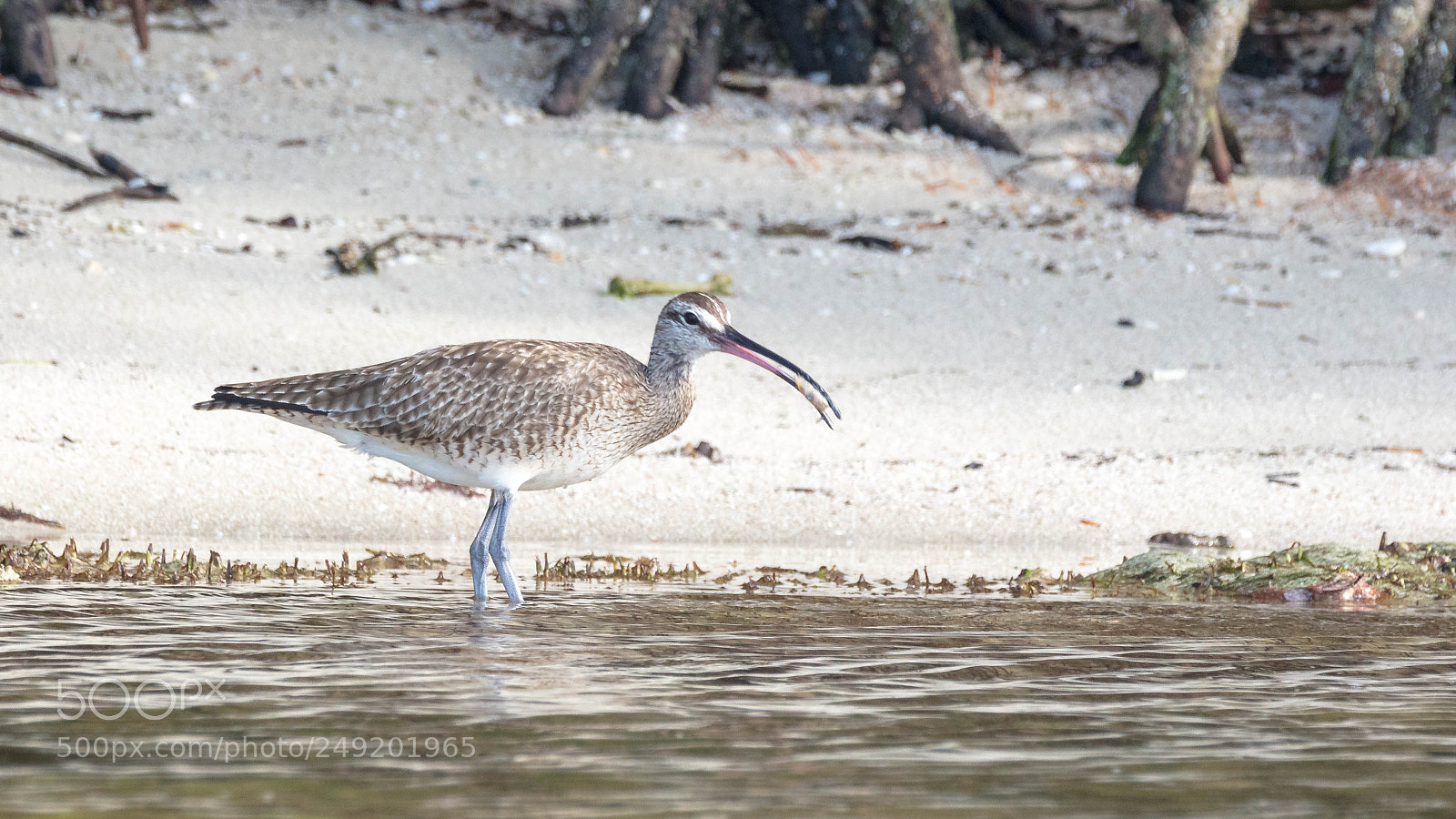 Canon EOS 5DS sample photo. Whimbrel photography