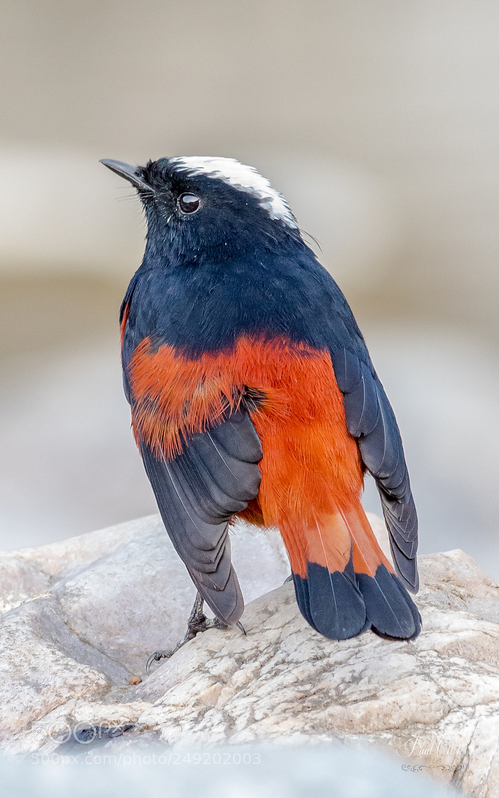 Nikon D500 sample photo. The white-capped redstart photography