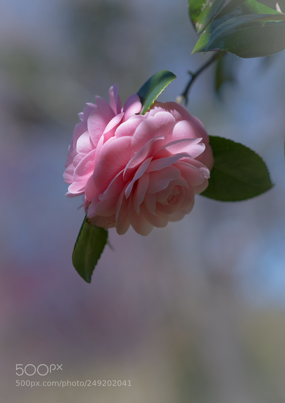 Nikon D800E sample photo. Otome camellia photography