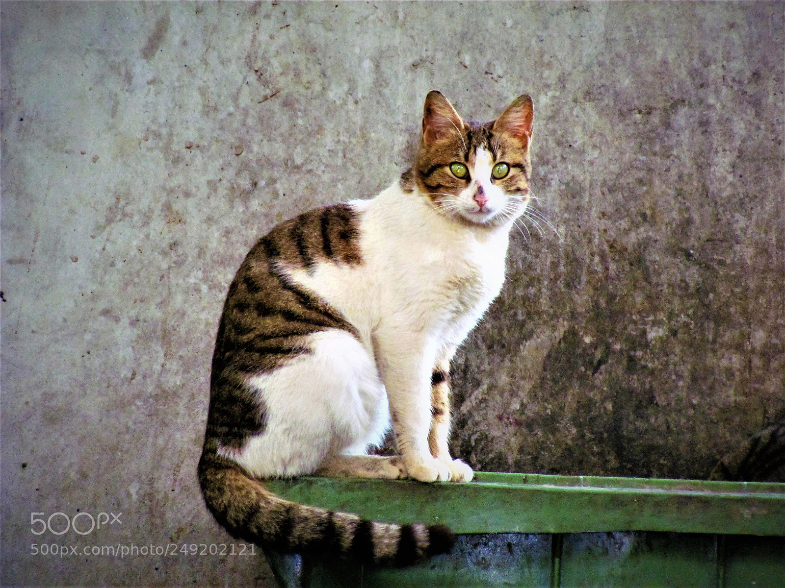 Canon PowerShot SX30 IS sample photo. Green eyes cat photography