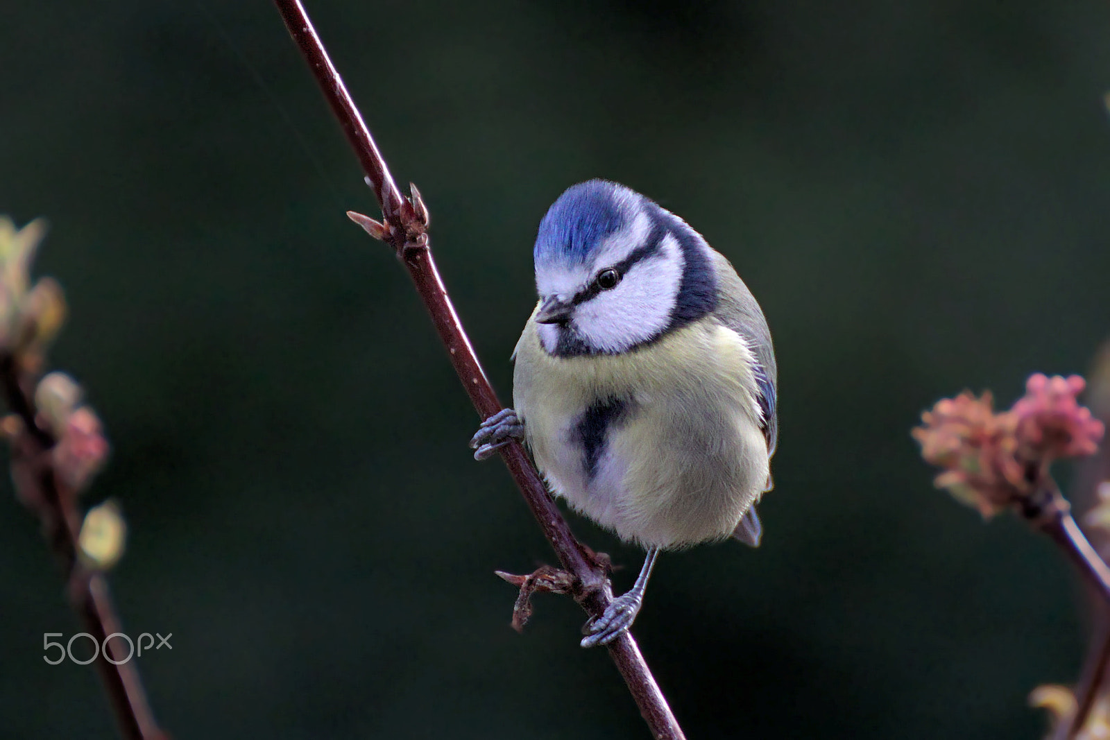 Canon EOS 77D (EOS 9000D / EOS 770D) sample photo. Bluetit photography
