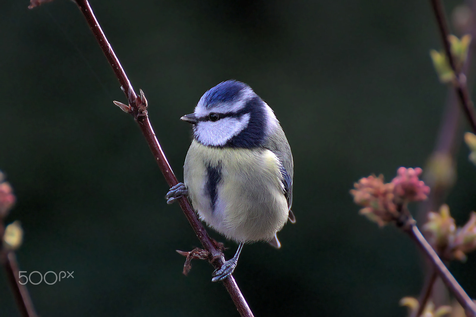 Canon EOS 77D (EOS 9000D / EOS 770D) sample photo. Bluetit photography