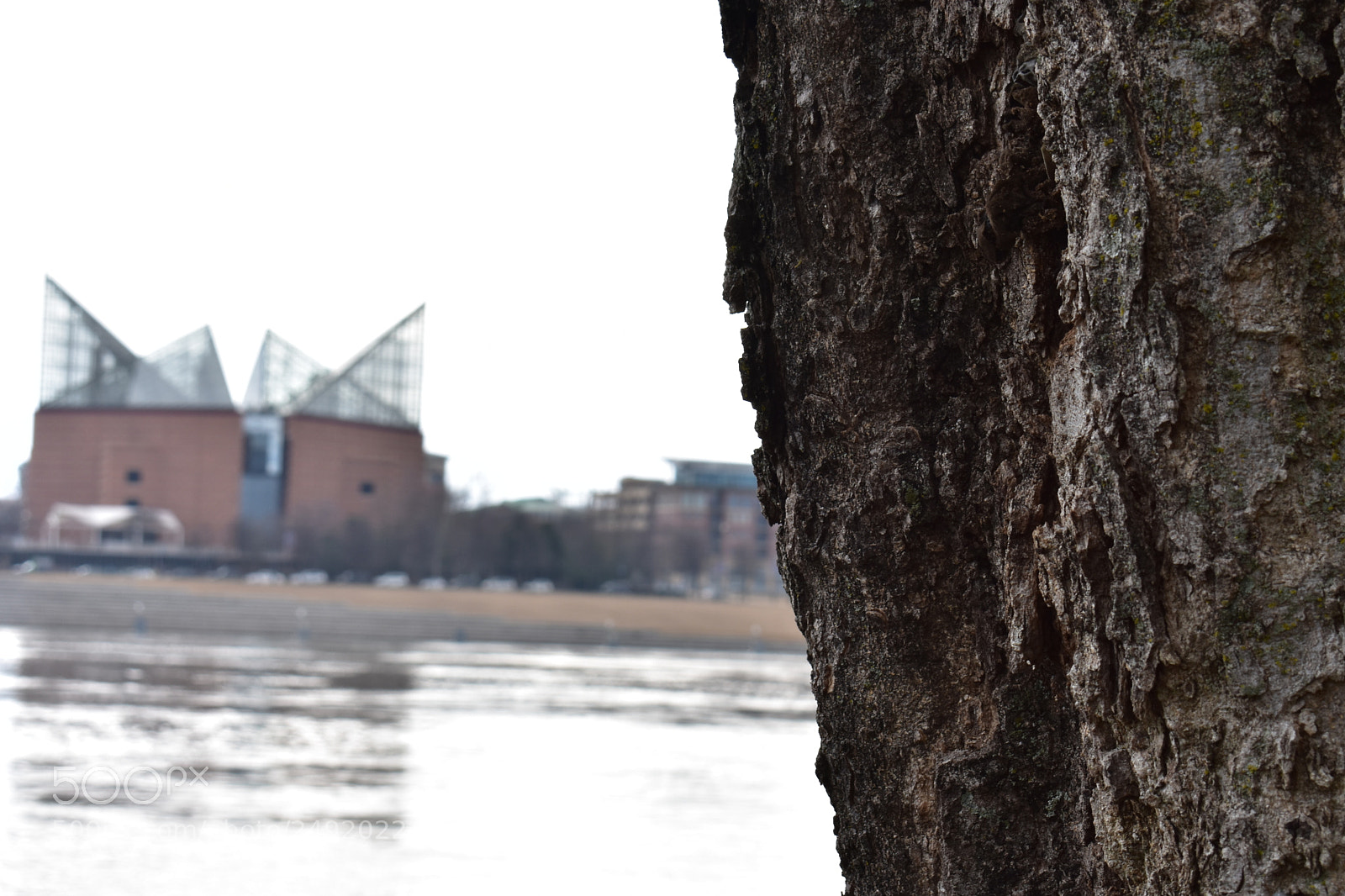 Nikon D3400 sample photo. Tree of the aquarium photography