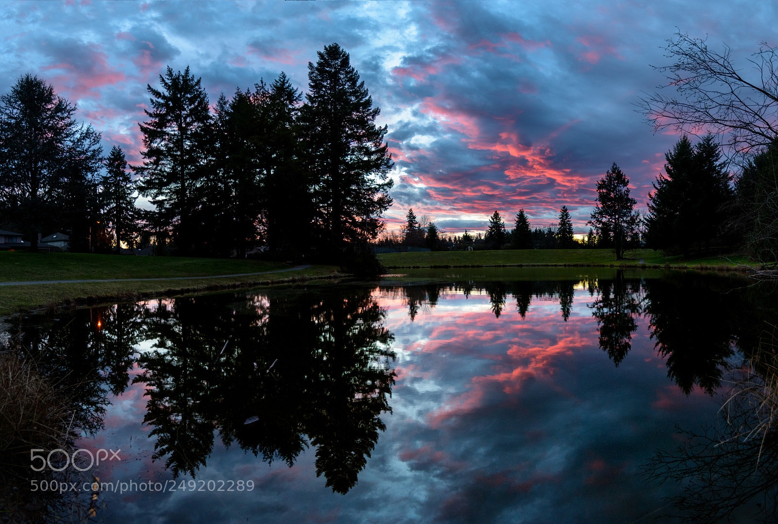 Nikon D810 sample photo. Bifrucated by blue light photography