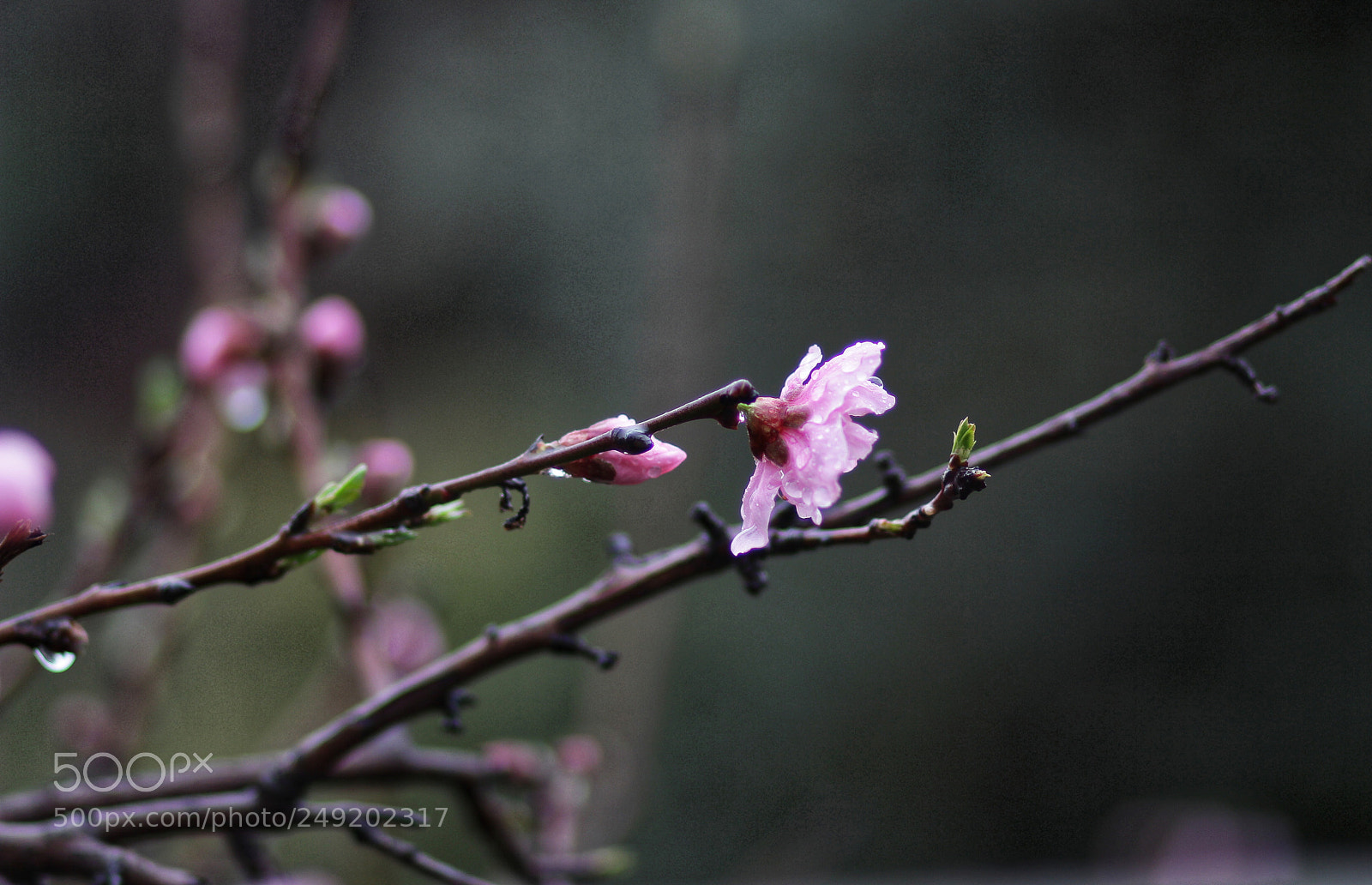 Canon EOS 60D sample photo. Spring is comming. photography