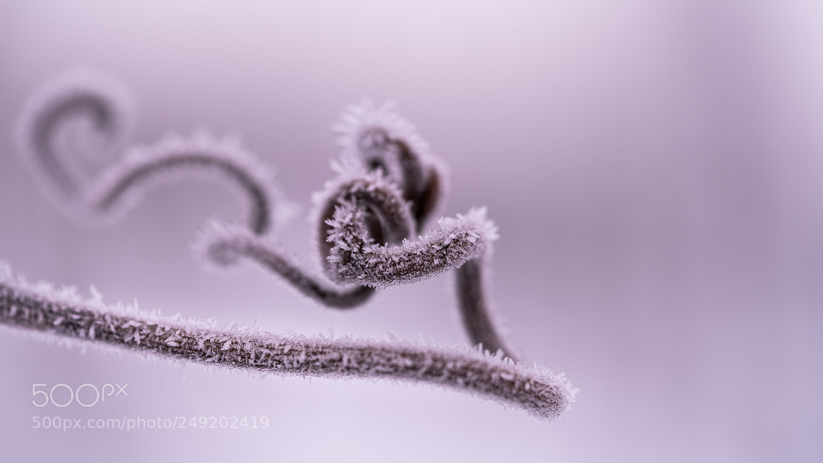 Sony a7R II sample photo. Frozen branch photography