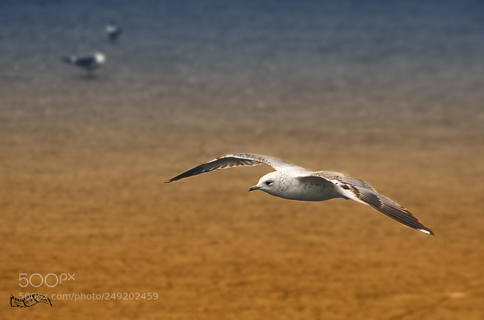 Pentax K-5 sample photo. Free gliding... photography