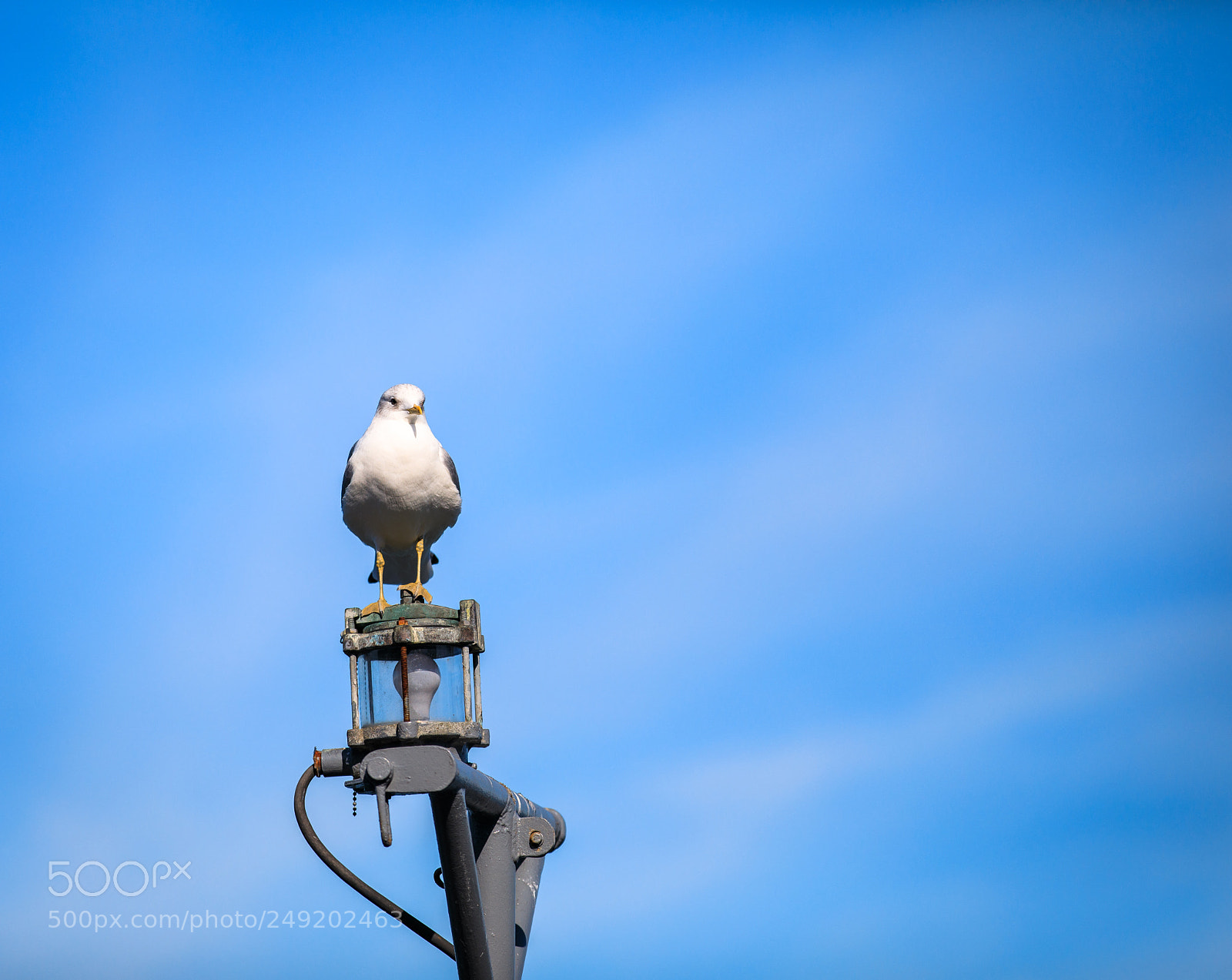 Canon EOS 5D Mark IV sample photo. Seagull photography