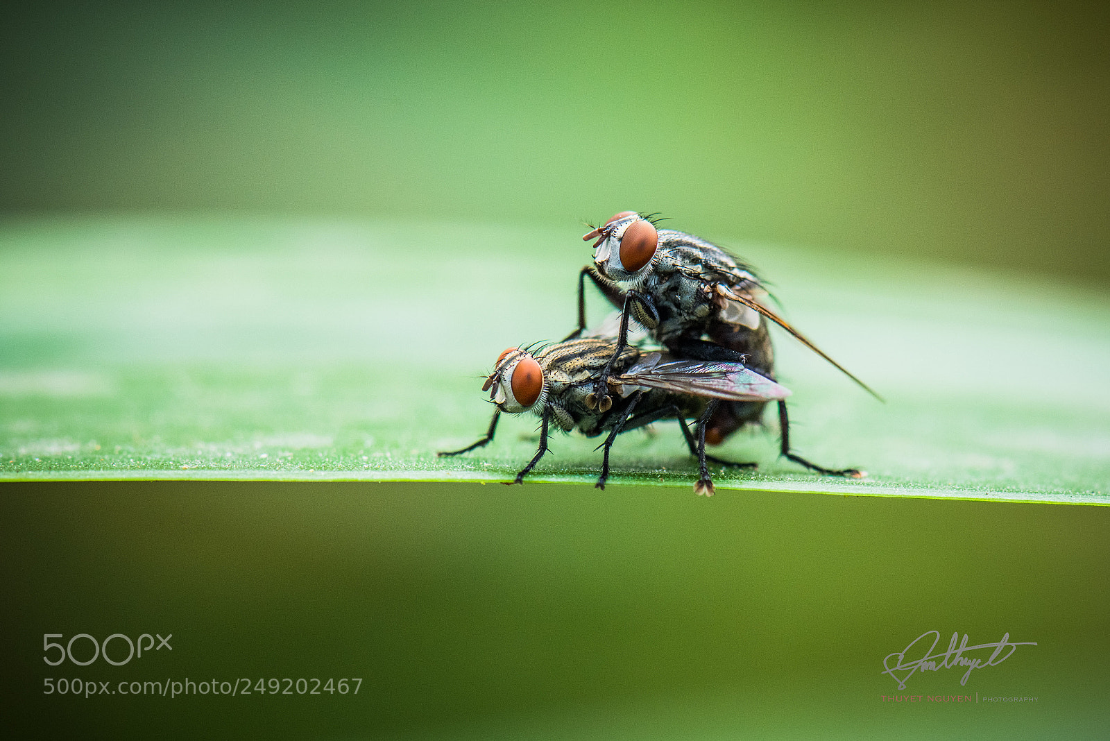 Nikon D810 sample photo. Love flies photography