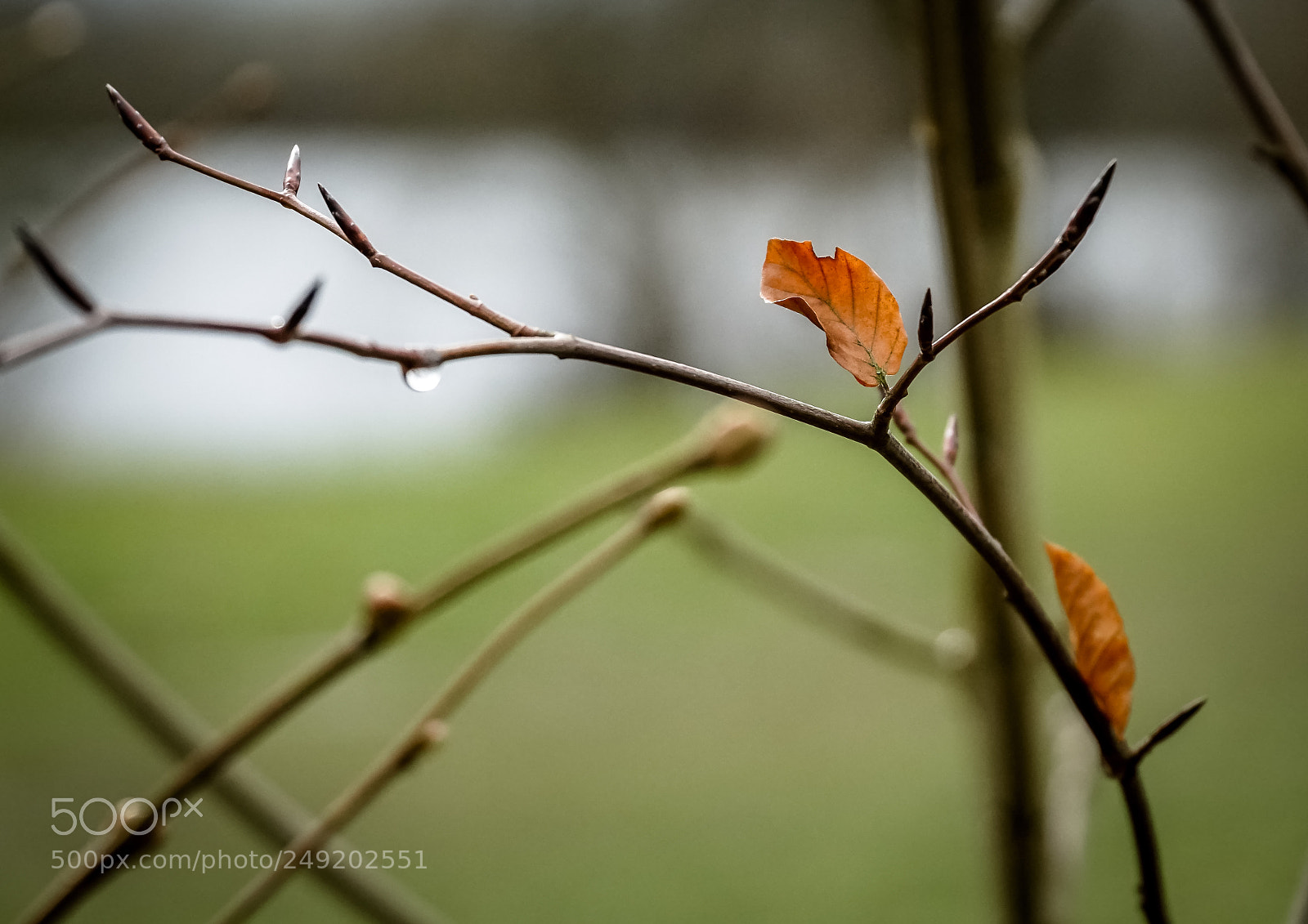 Sony a6300 sample photo. Last leaf photography