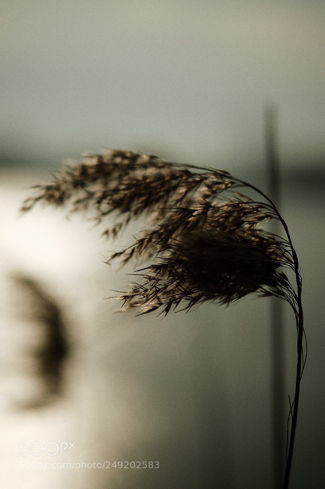 Fujifilm X-T10 sample photo. Sunset wind photography