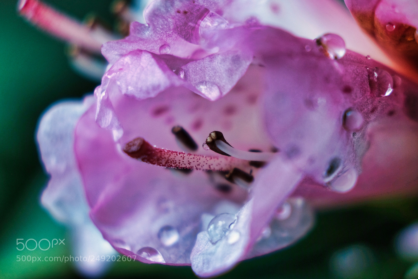 Fujifilm X-Pro2 sample photo. Flower head photography